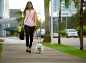 Hoe vertel je vreemden beleefd dat ze je hond niet mogen aaien