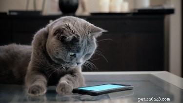 Is mijn huisdier jaloers op mijn telefoon?