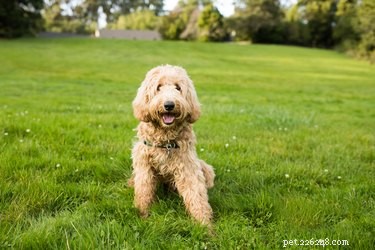 Vyplatí se boxy na trávu pro psy?