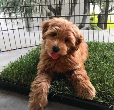 강아지 잔디 상자가 그만한 가치가 있습니까?