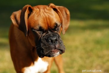 Varför nyser hundar när de leker?