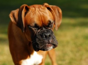 Varför nyser hundar när de leker?