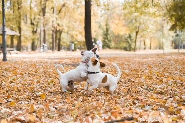 Waarom niezen honden als ze spelen?