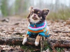 猫と犬は服を着るのが好きですか？ 