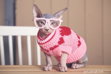A cani e gatti piace indossare vestiti?