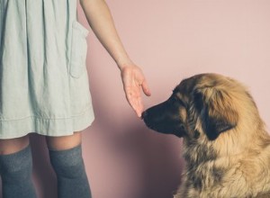 Tycker du om att lukta på ditt husdjur? Här är varför