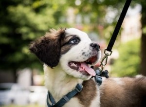 あなたの犬に最適な鎖の長さはどれくらいですか？ 