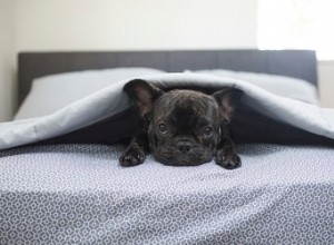 初めてあなたの犬に搭乗するためのあなたのガイド 