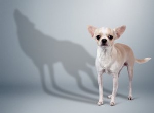 Wat zijn de verschillen tussen wilde en gedomesticeerde honden?