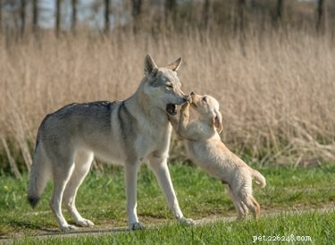 Wat zijn de verschillen tussen wilde en gedomesticeerde honden?