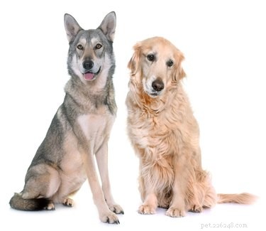Quais são as diferenças entre cães selvagens e domésticos?