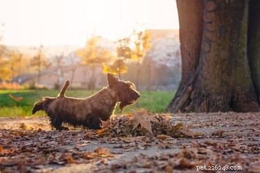 Jaké jsou rozdíly mezi divokými a domácími psy?