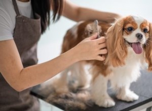 Jak často bych měl ošetřovat svého psa?