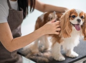 À quelle fréquence dois-je toiletter mon chien ?