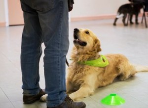 犬はどのように言葉を学びますか？ 