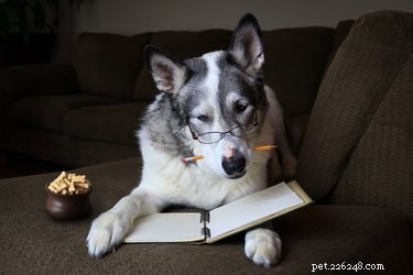 Как собаки учат слова?