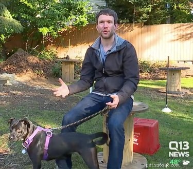 Uma entrevista com o fundador do Sniffspot, o Airbnb para áreas de cães sem coleira
