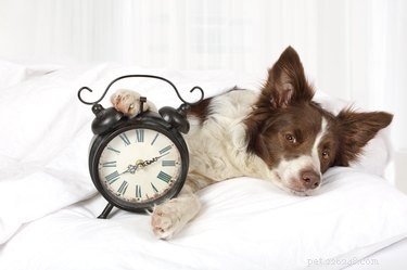 개는 시간을 이해합니까?