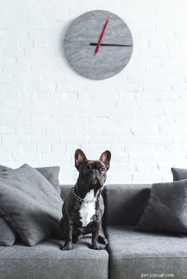 犬は時間を理解していますか？ 