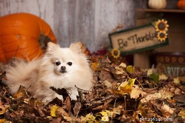 5 угощений ко Дню Благодарения, которые можно приготовить для вашей собаки