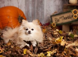 5 Thanksgiving-traktaties om voor uw hond te maken