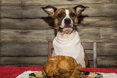 5 Thanksgiving-godsaker att göra till din hund