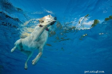 Kan hundar hålla andan?
