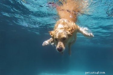 Umí psi zadržet dech?