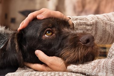 あなたの気分と行動があなたの犬にどのように影響するか 