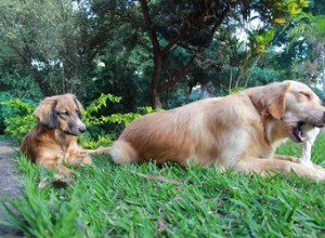 Les chiens peuvent-ils savoir quand ils sont traités injustement ?