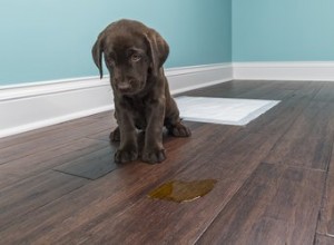 Hur man tar bort hundkissfläckar och urinlukt från allt