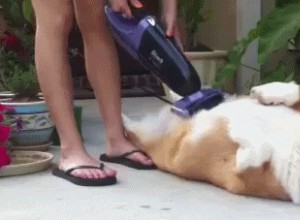 Seu cão está soltando pelos? Veja como remover pêlos de cachorro de tudo