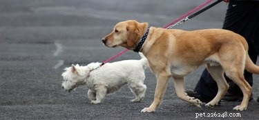 I cani di grossa taglia sono più intelligenti di quelli di piccola taglia? Le dimensioni possono effettivamente prevedere l intelligenza