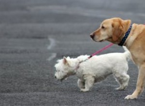 Är stora hundar smartare än små hundar? Storlek kan faktiskt förutsäga intelligens