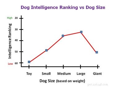 큰 개는 작은 개보다 똑똑합니까? 크기가 실제로 지능을 예측할 수 있음 