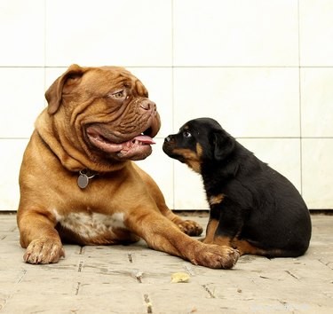 Zijn grote honden slimmer dan kleine honden? Grootte kan intelligentie voorspellen