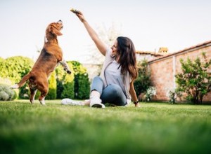 Weten honden wanneer ze ze plagen?