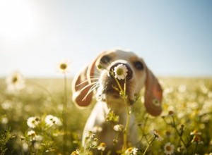 Os cães têm sentimentos?