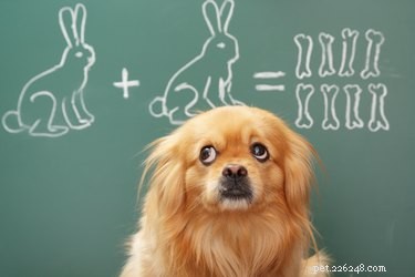 Kunnen honden tellen?