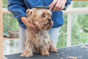 La donna avverte gli altri proprietari di cani di un pericolo imprevisto dal toelettatore