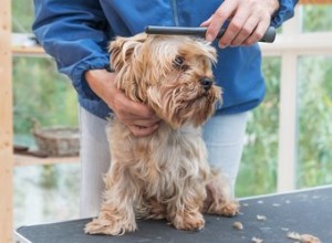 Kvinna varnar andra hundägare för oväntad fara hos frisören