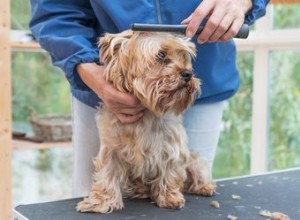 Mulher alerta outros donos de cães sobre perigo inesperado no aparador