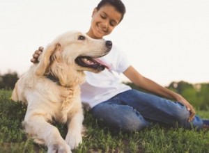 Cães e gatos podem distinguir entre os gêneros humanos?