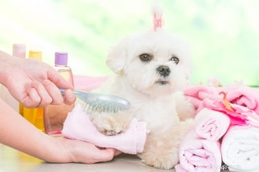 Hur man fluffar en hunds hår efter schampo