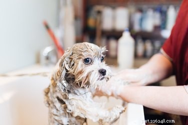 Hoe je het haar van een hond pluist na shampoo
