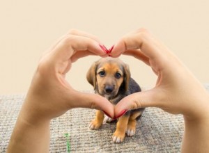 Meu cachorro sabe que eu o amo?