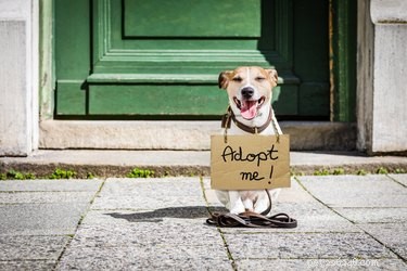 Oplichting bij puppy s op internet en een gids voor ethisch winkelen
