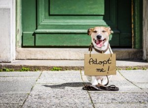 Golpes de cachorro na Internet e um guia para compras éticas