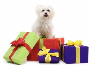 11 idées cadeaux pour votre chien qui mettront son cerveau au défi