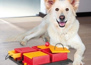 11 nápadů na dárky pro vašeho psa, které budou výzvou pro jejich mozek